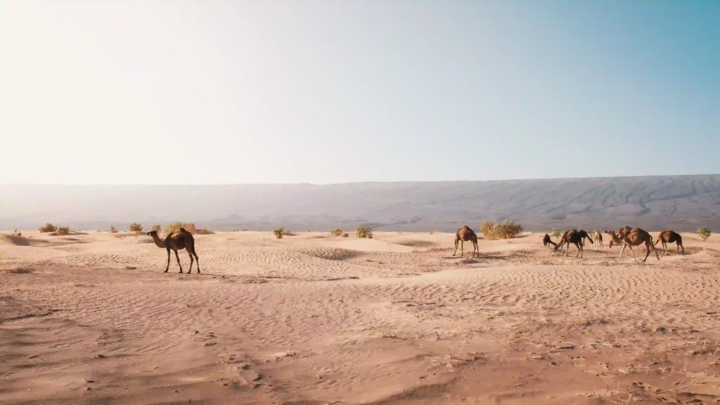 Arabian desert near sitara